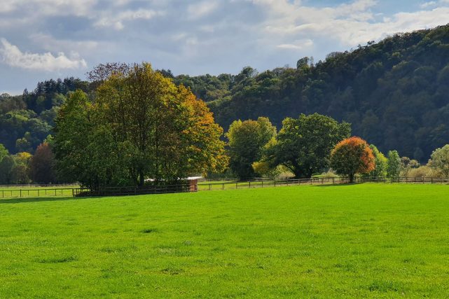 Wiese mit Bäumen